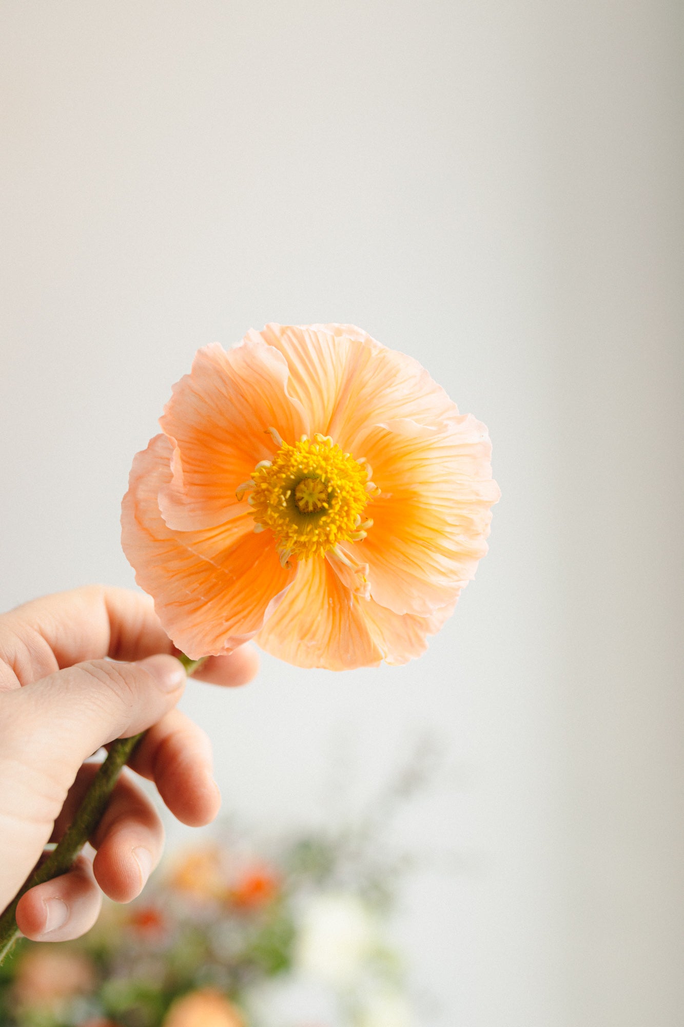Minimalist Style | only flowers